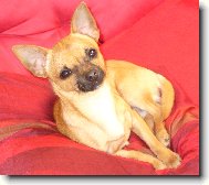 Chihuahua