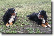 Berner Sennenhund