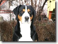 Great swiss mountain dog \\\\\(Dog standard\\\\\)