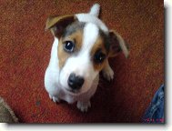 Jack Russell Terrier