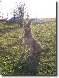 Picardy sheepdog \(Dog standard\)