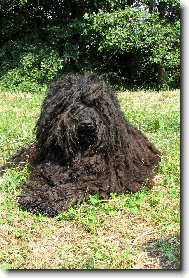 Puli \(Dog standard\)