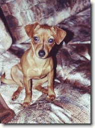 Zwergpinscher