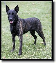 Dutch shepherd dog \\\\\(Dog standard\\\\\)