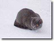 Blue-point cat