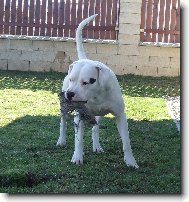 Dogo Argentino