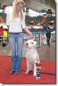 Dogo Argentino