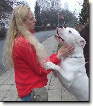 Dogo Argentino