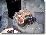 Jorkšírský terier, Yorkshire Terrier,