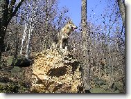 Czechoslovakian wolfdog