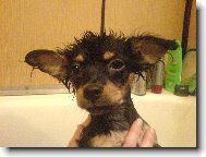 Chihuahua