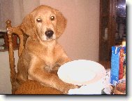 Golden Retriever