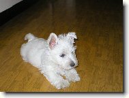 West highland white terrier \\\\\(Dog standard\\\\\)