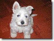 West highland white terrier \\\\\(Dog standard\\\\\)