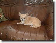 Chihuahua