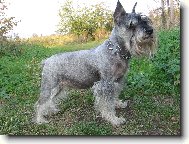 Zwergschnauzer, Miniature Schnauzer