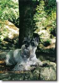 Zwergschnauzer, Miniature Schnauzer