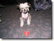 Chinese Crested Dog