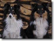 Shetland Sheepdog