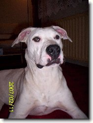 Dogo Argentino