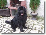 Newfoundland