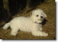 Bichon á poil frisé, Bichon Frise