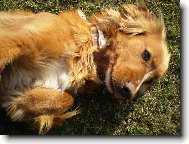 English Cocker Spaniel