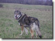 Czechoslovakian wolfdog