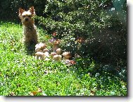 Jorkšírský terier, Yorkshire Terrier,