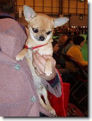 Chihuahua