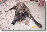 Fila Brasileiro