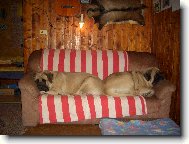 English Mastiff