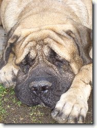 English Mastiff