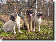 English Mastiff