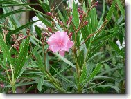 Nerium oleander