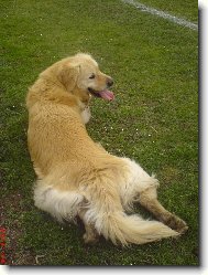 Golden Retriever