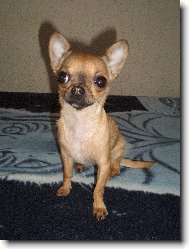 Chihuahua 2