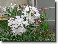 Nerium oleander