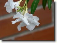 Nerium oleander