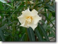 Nerium oleander