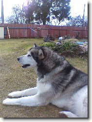Alaskan Malamute