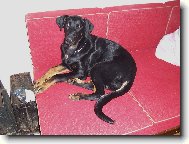 Dobermann, Doberman