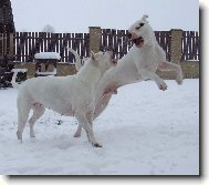 Dogo Argentino