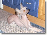 Chinese Crested Dog