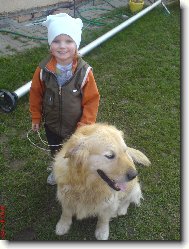 Golden Retriever
