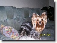 Jorkšírský terier, Yorkshire Terrier,