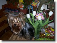 Jorkšírský terier, Yorkshire Terrier,