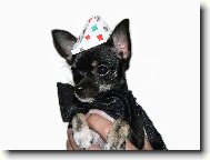 Chihuahua