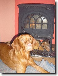 Rövidszörü Magyar Vizsla, Hungarian Short-haired Pointing Dog