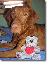 Rövidszörü Magyar Vizsla, Hungarian Short-haired Pointing Dog